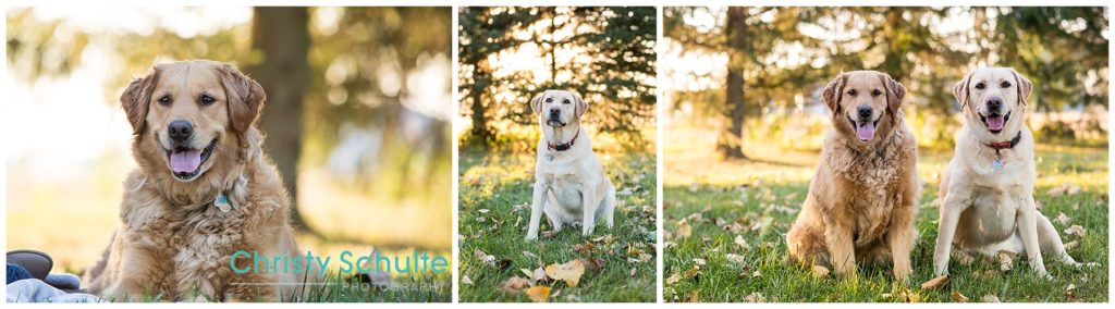 Golden Retriever and Labrador Retriever | Michigan Pet Photographer