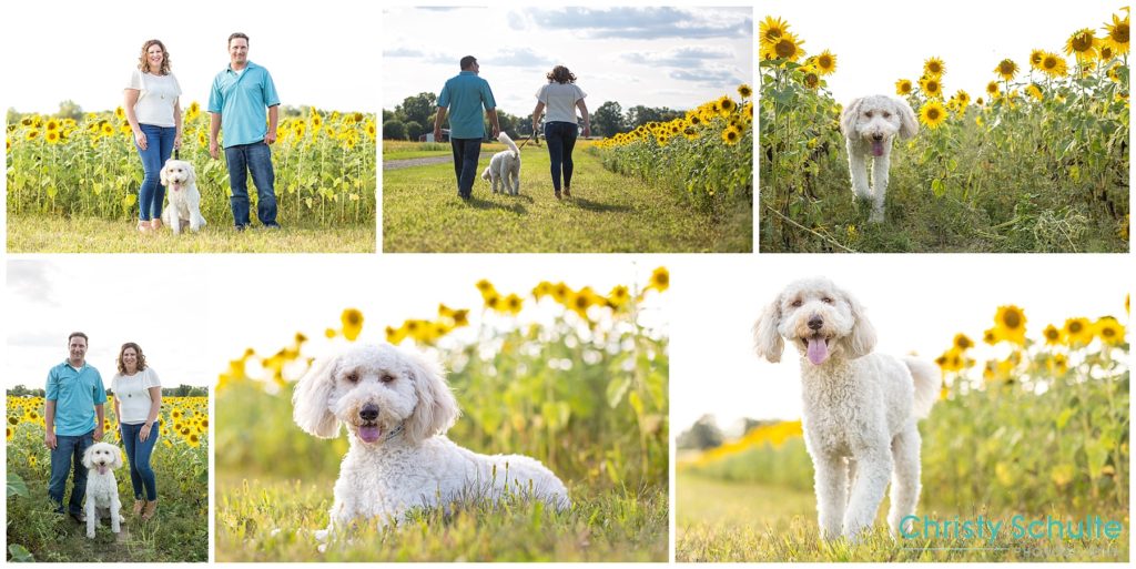 Wilma, a doodle, in a Fowlerville, Michigan, sunflower field.