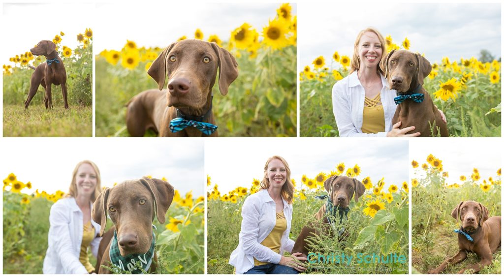 Marv posed for photos in a Fowlerville, Michigan, sunflower field.