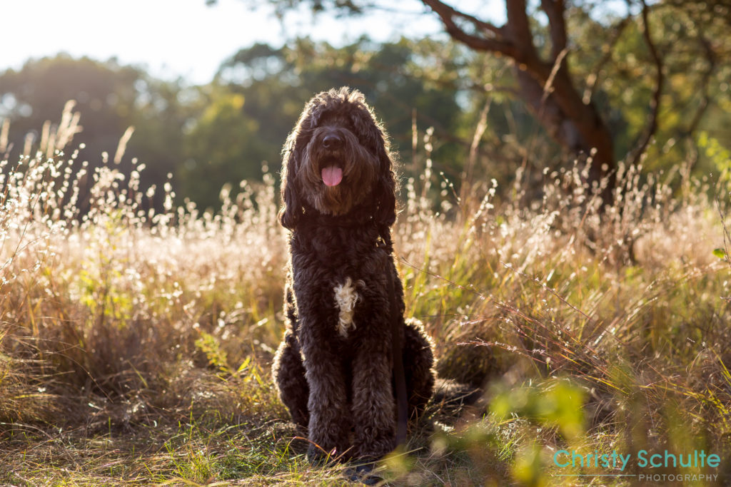 Cooper the Bernedoodle - Christy Schulte Photography - Michigan Hike and Walk at Fenner Nature Center in Lansing | Michigan Pet Photographer